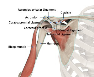 Normal Anatomy of the Shoulder Joint pic