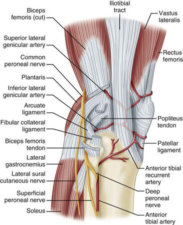 Proximal Tibiofibular Ligament Instability Img2