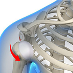 Picture of Shoulder Anatomy