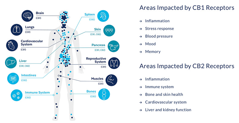 CBD & Cannabinoid Therapy