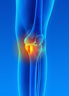 Knee