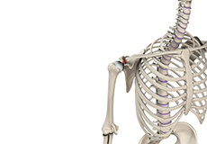 Acromioclavicular (AC) Joint