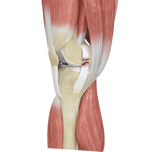 Pubic Bone Injuries