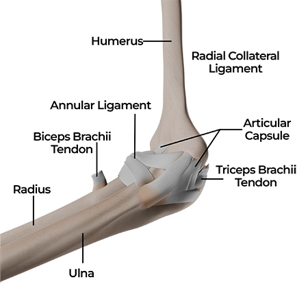 Elbow Anatomy