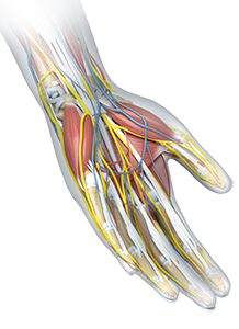Hand & Wrist Anatomy