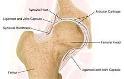 Healthy Hip