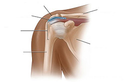 Healthy shoulder