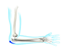 Picture of Elbow Anatomy