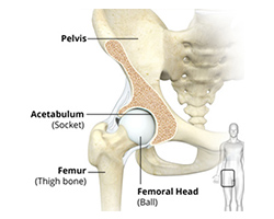 Picture of Hip Anatomy