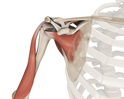 Picture of Shoulder Anatomy
