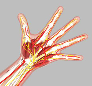 Anatomy of the Wrist