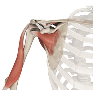 Anatomy of the Shoulder