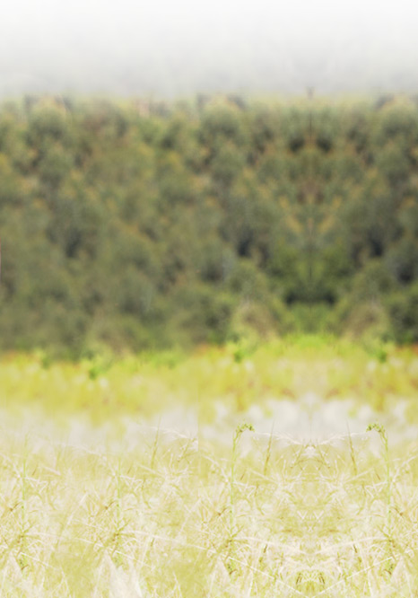 Upper Valley Orthopedics PLLC, Orthopedic Surgeons, Rexburg Idaho Theme-L