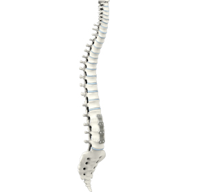 Anterior Lumbar Corpectomy and Fusion Images