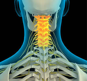 Cervical Spine Anatomy