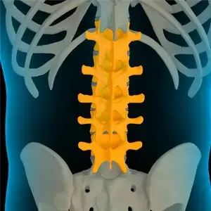 Lumbar Spine Anatomy