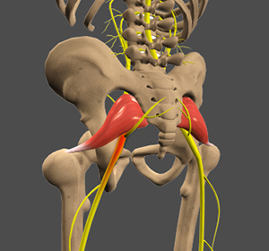 Sciatica Images