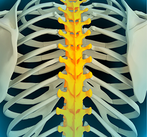 Cervical Spine Anatomy